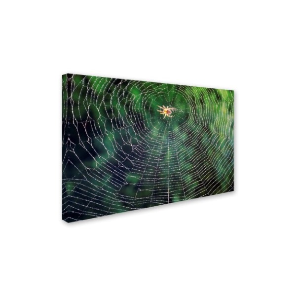 Robert Harding Picture Library 'Small Spider' Canvas Art,12x19
